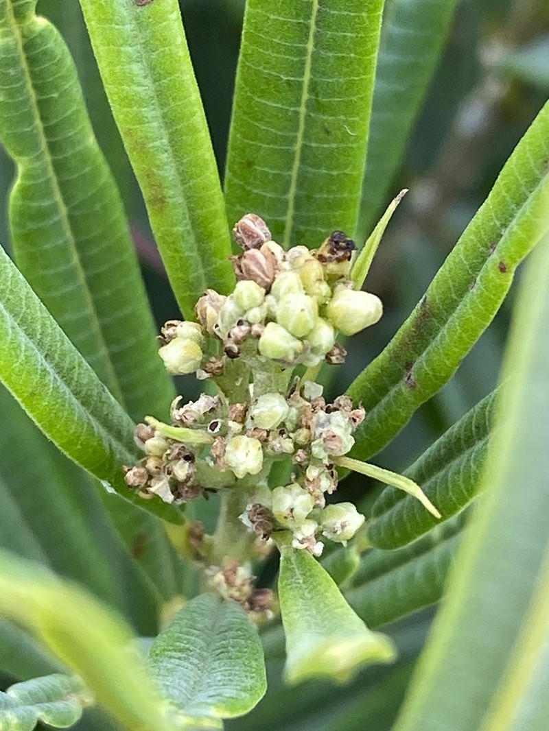 Ozoroa barbertonensis photo 6