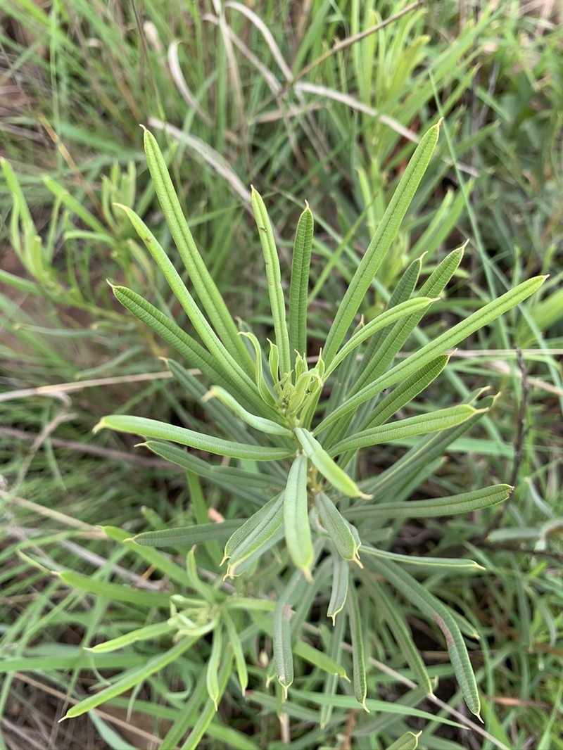 Ozoroa barbertonensis photo 7