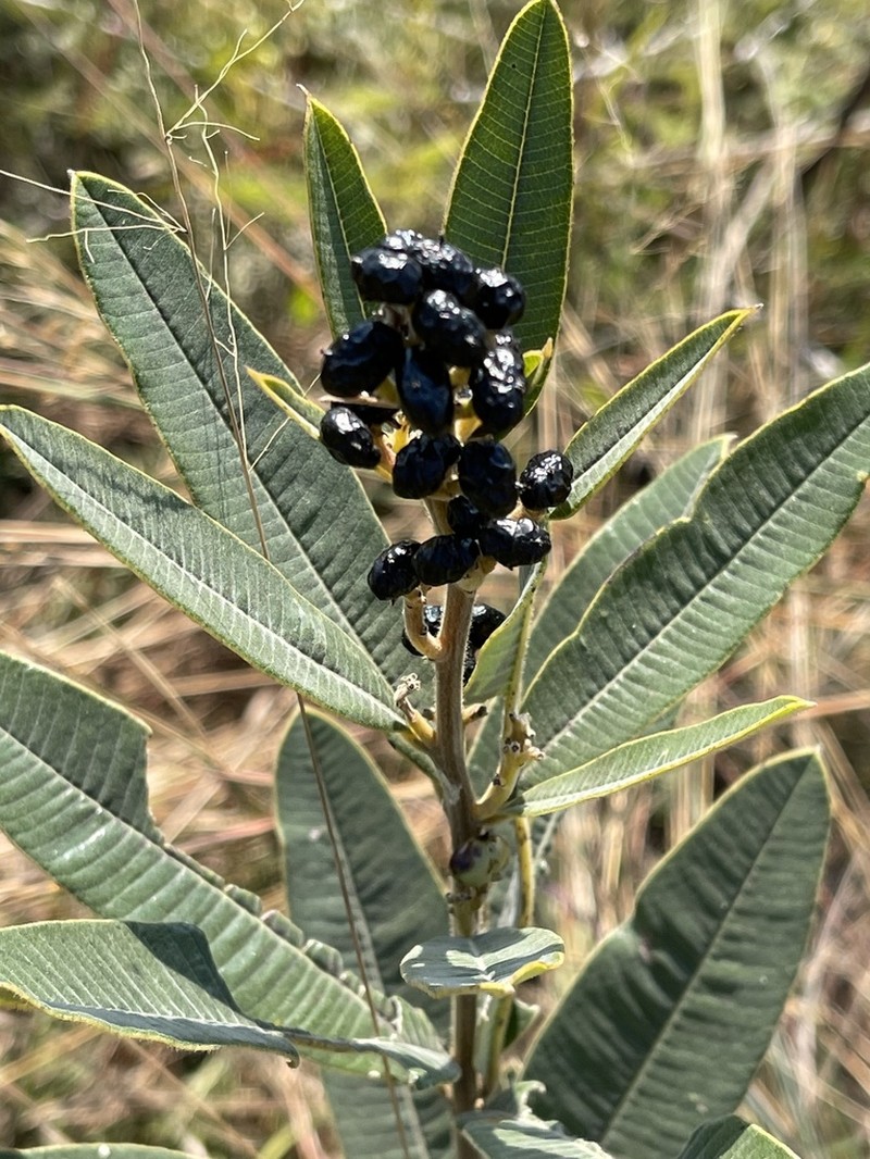 Ozoroa barbertonensis photo 8