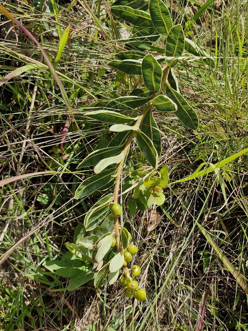 Ozoroa benguellensis photo 2