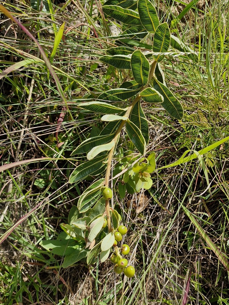 Ozoroa benguellensis photo 3
