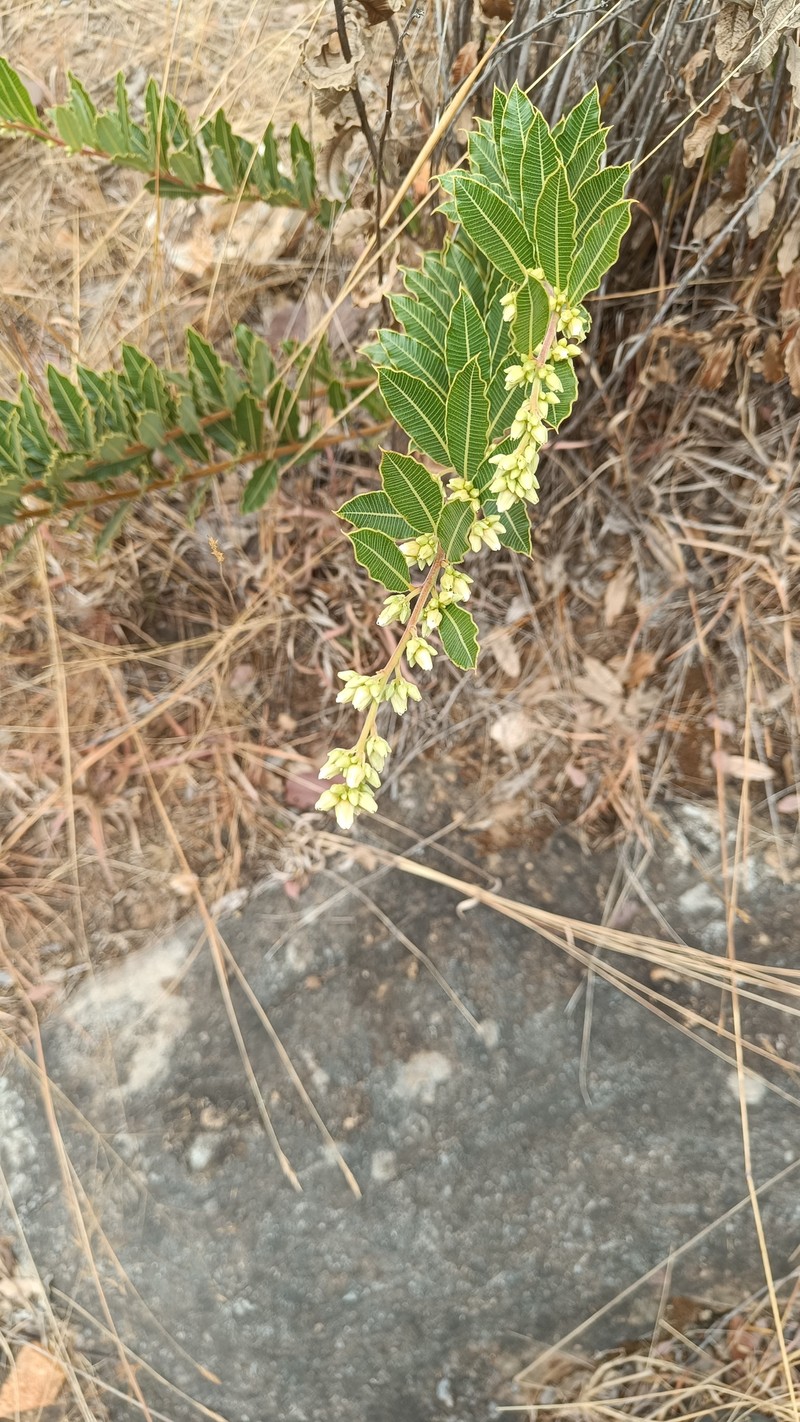 Ozoroa benguellensis photo 4