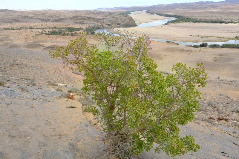 Ozoroa concolor photo 7