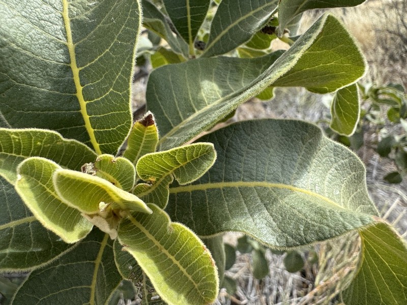 Ozoroa crassinervia