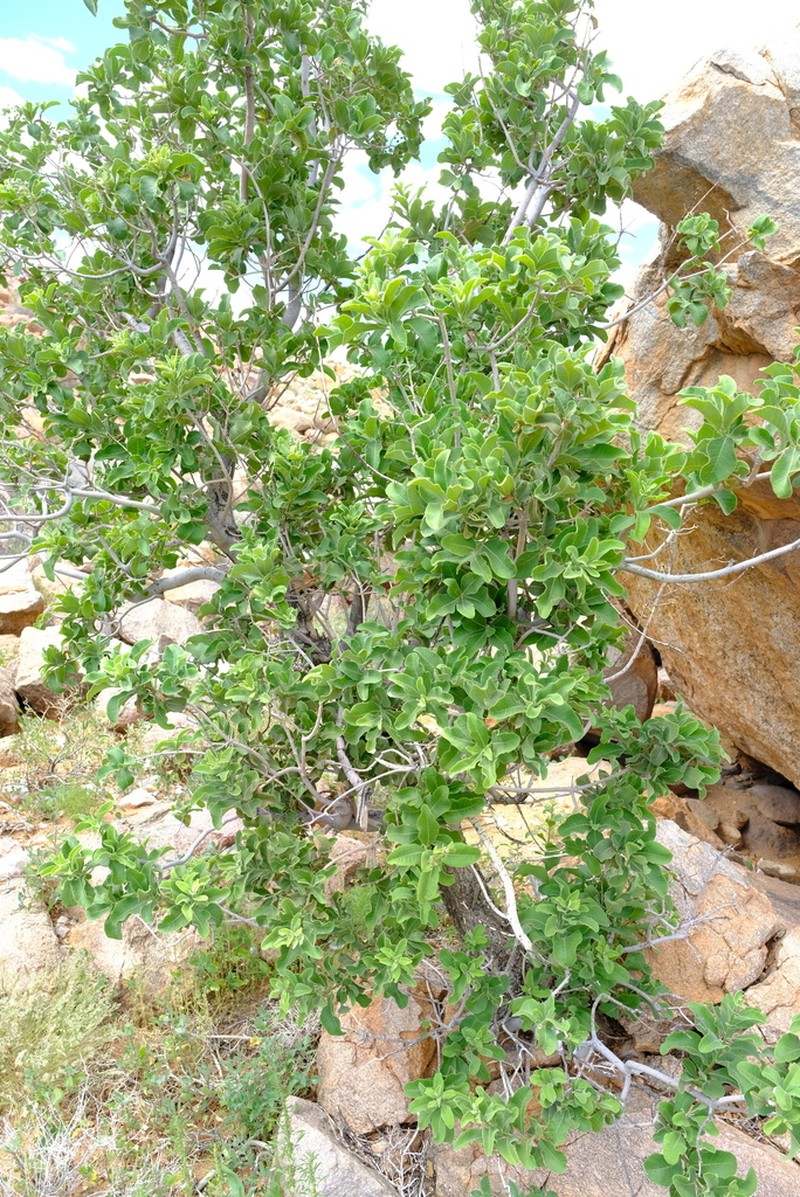 Ozoroa crassinervia photo 3