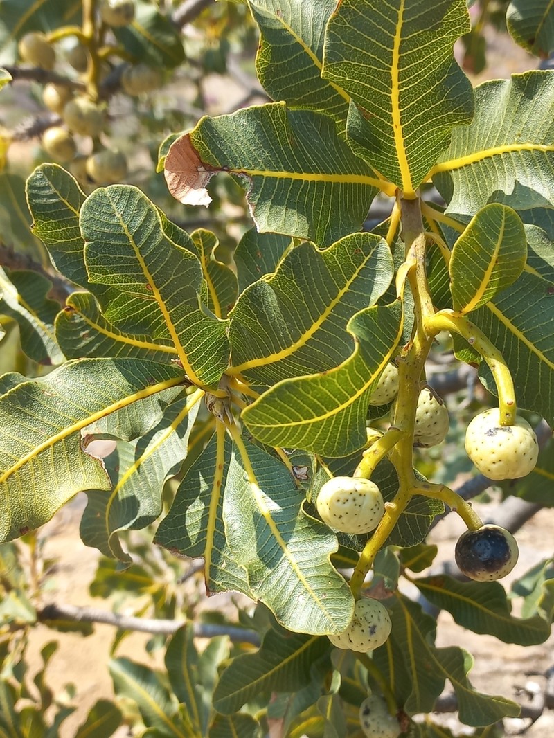 Ozoroa dispar