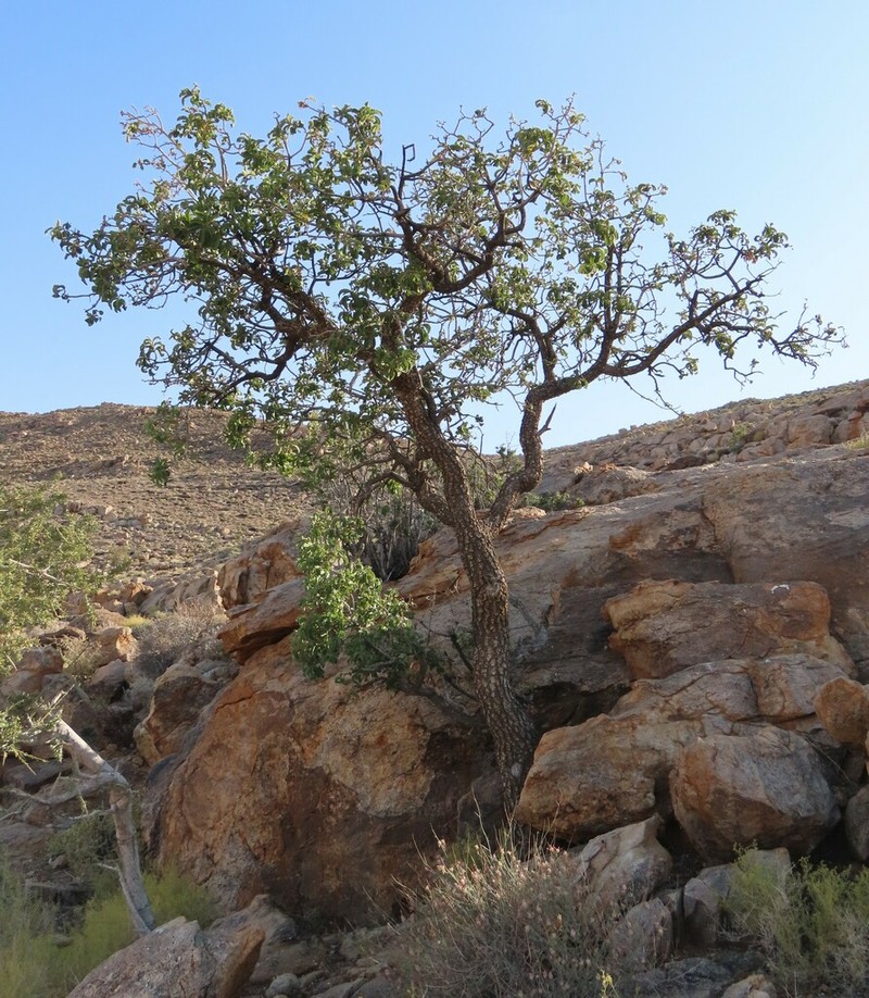 Ozoroa dispar photo 5