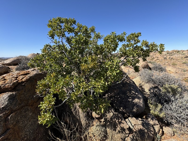 Ozoroa dispar photo 6