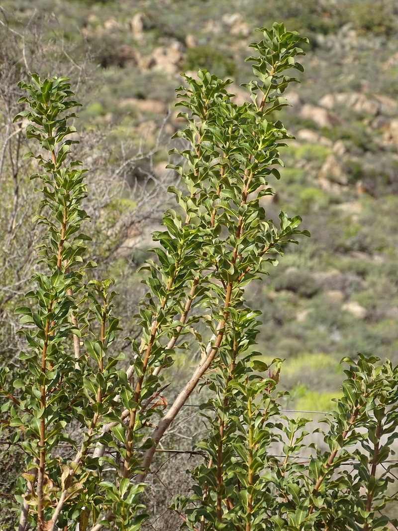 Ozoroa dispar photo 7