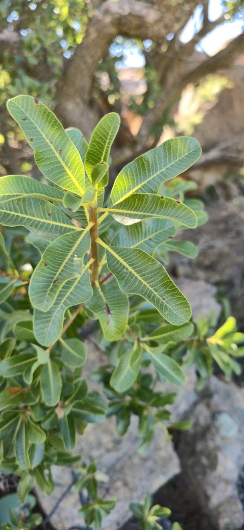 Ozoroa dispar photo 8