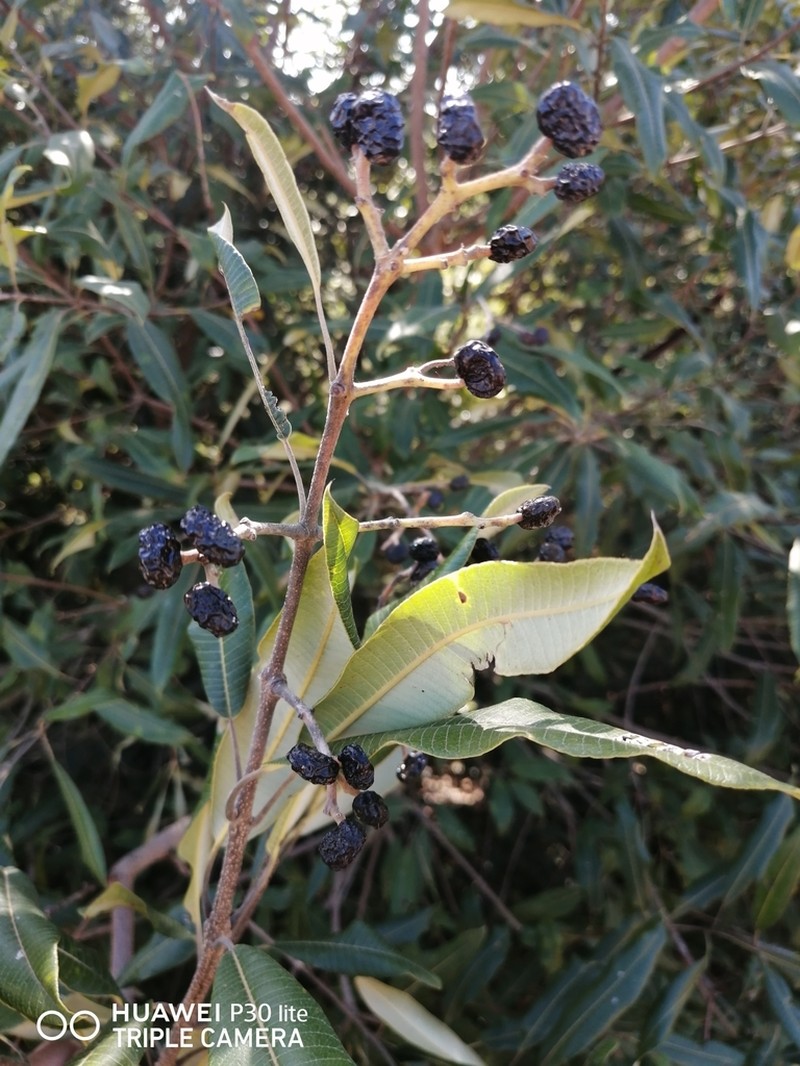 Ozoroa engleri