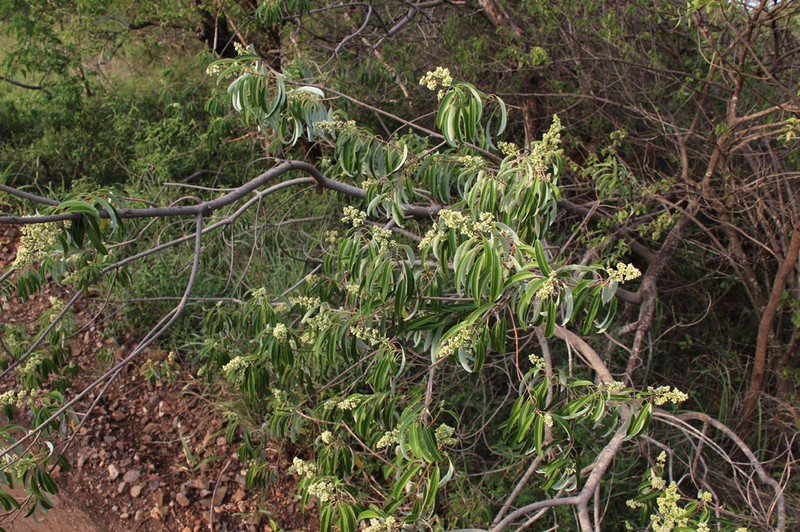 Ozoroa engleri photo 2
