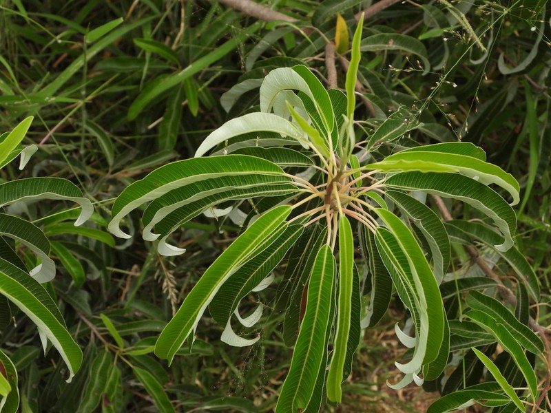 Ozoroa engleri photo 3