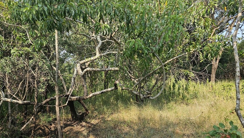 Ozoroa engleri photo 4