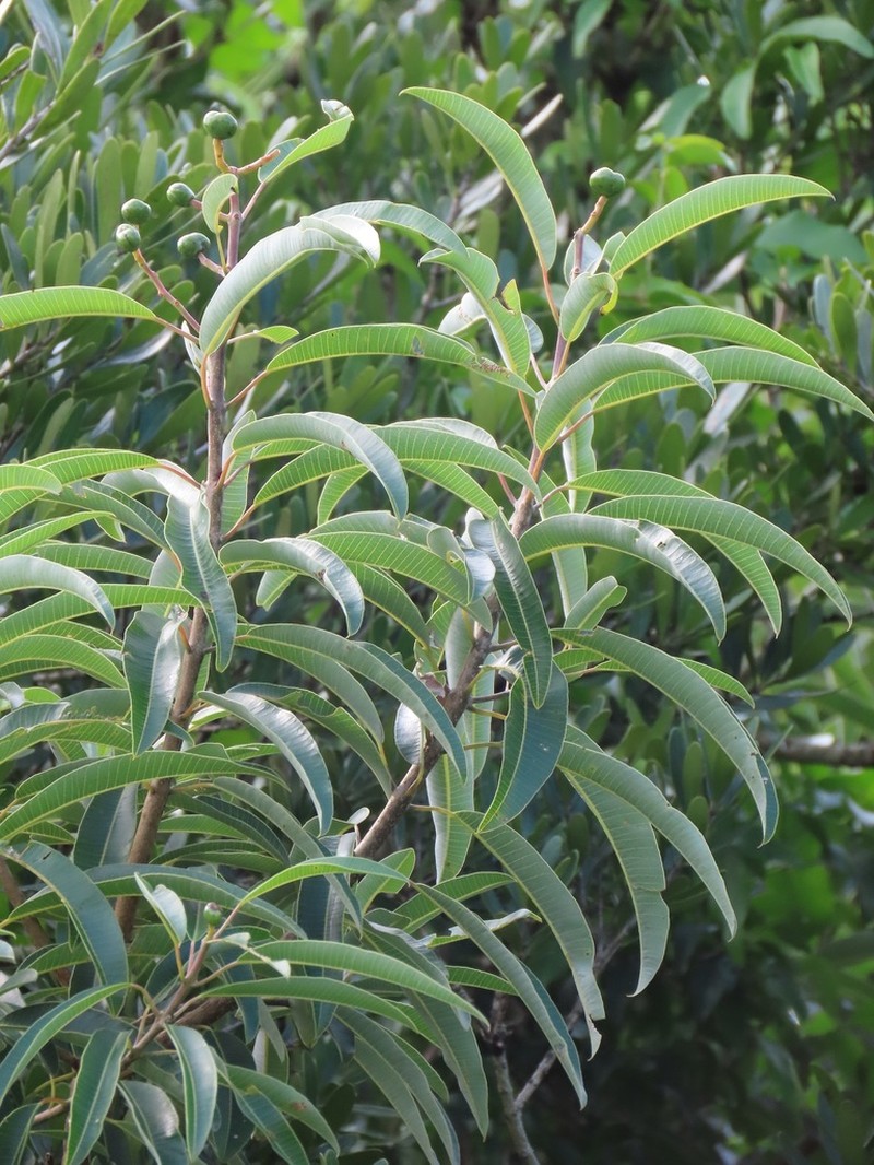 Ozoroa engleri photo 6