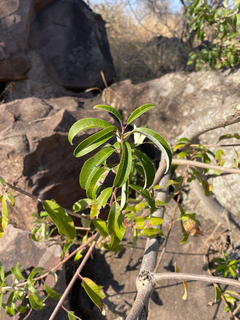 Ozoroa engleri photo 7