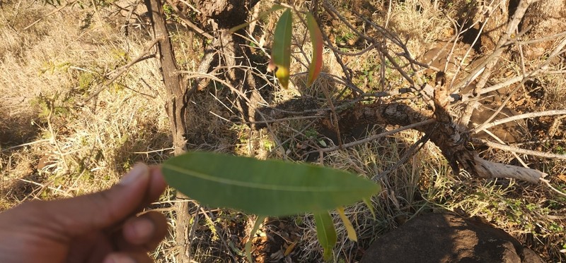 Ozoroa engleri photo 8