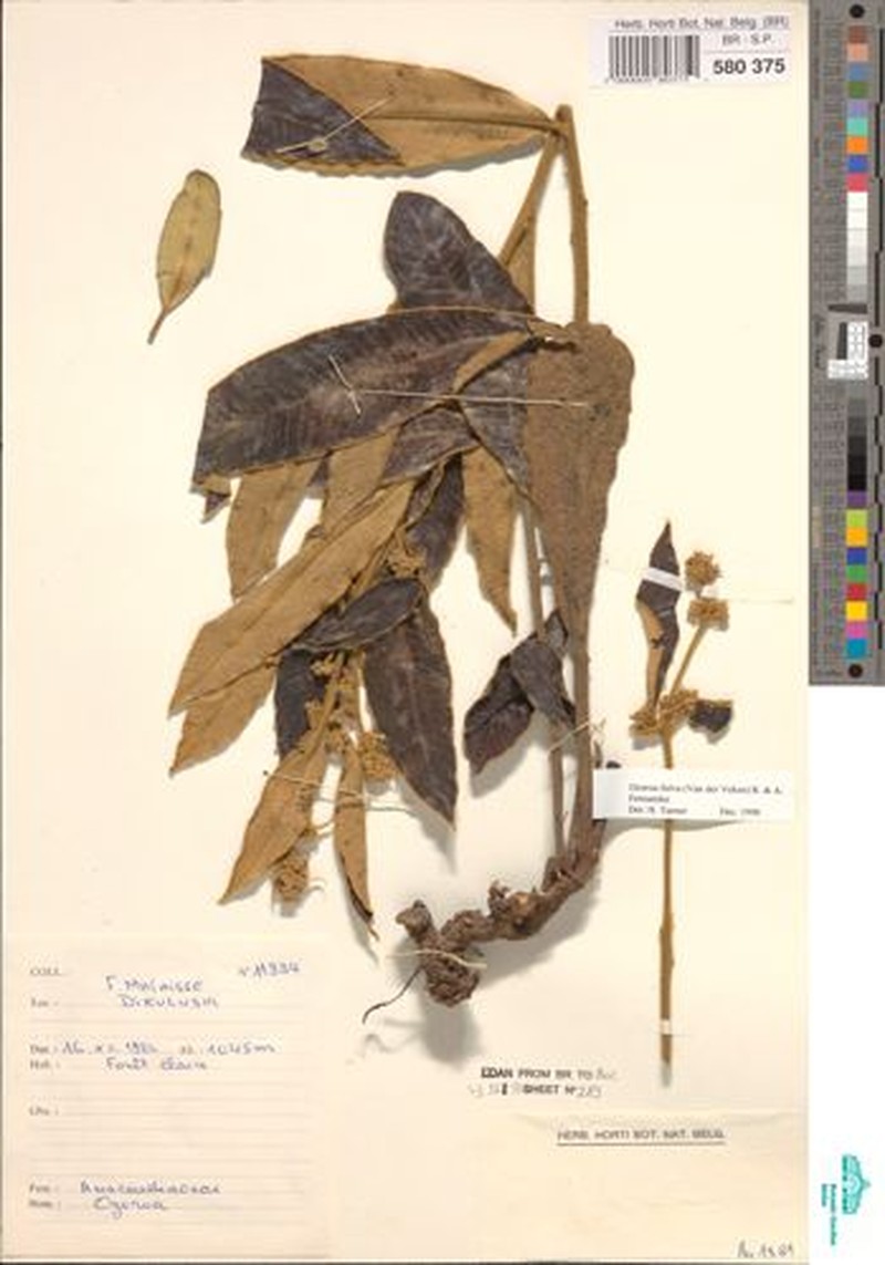 Ozoroa fulva