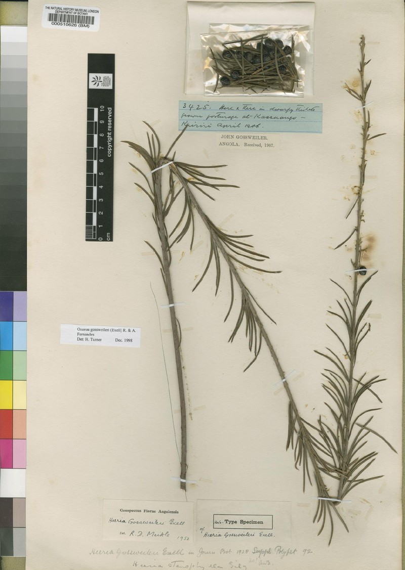 Ozoroa gossweileri