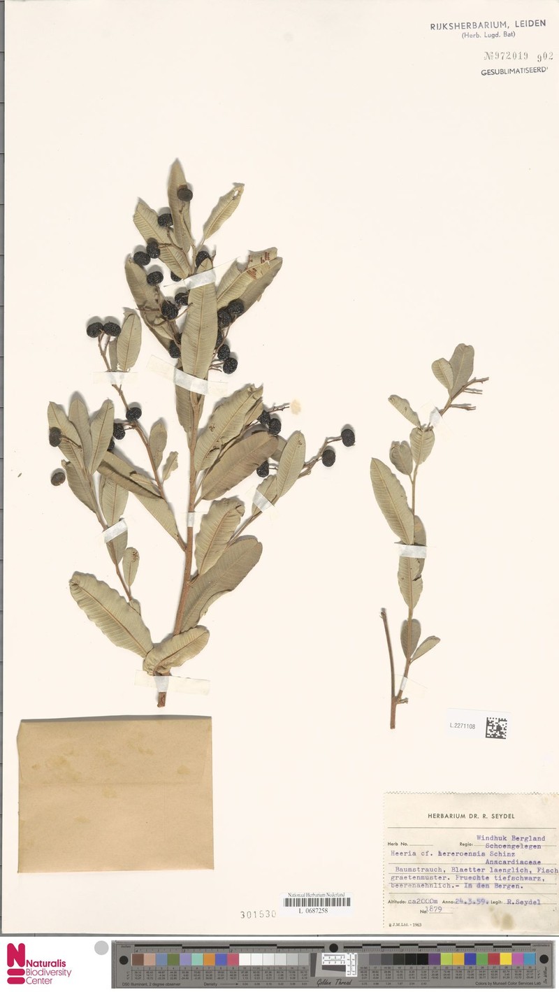 Ozoroa hereroensis