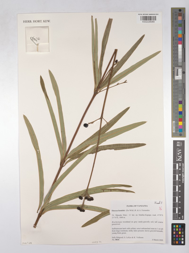 Ozoroa homblei