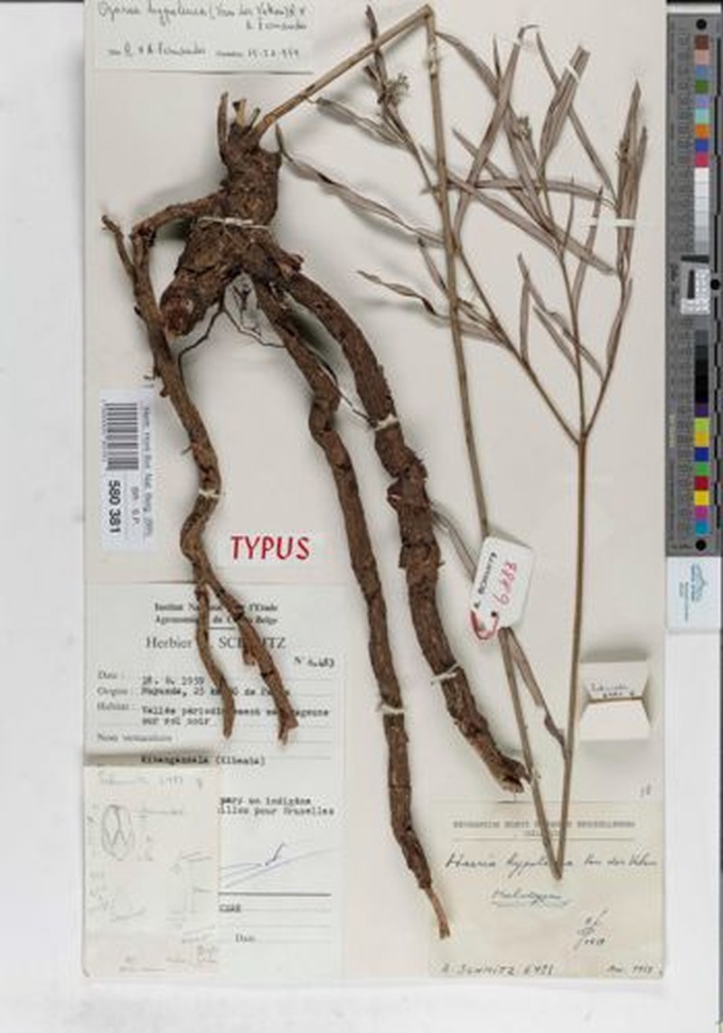 Ozoroa hypoleuca
