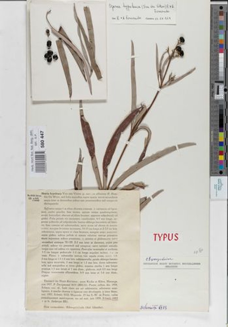 Ozoroa hypoleuca photo 2
