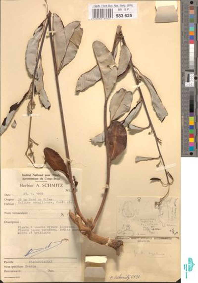 Ozoroa hypoleuca photo 3