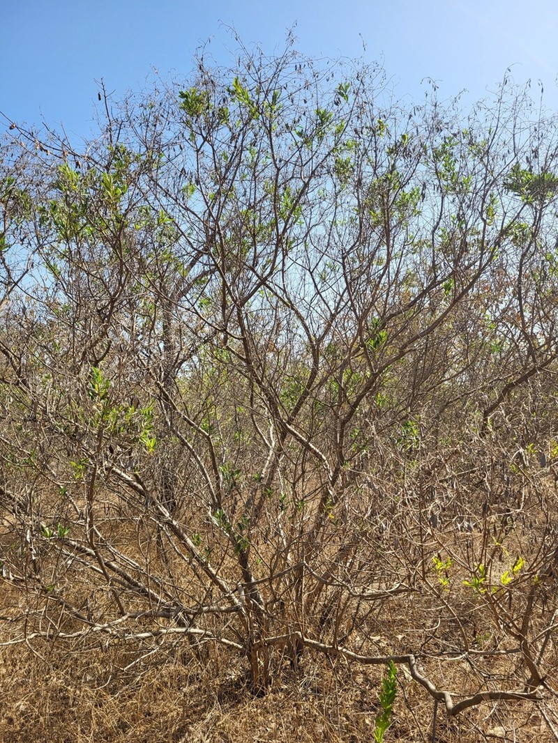 Ozoroa insignis