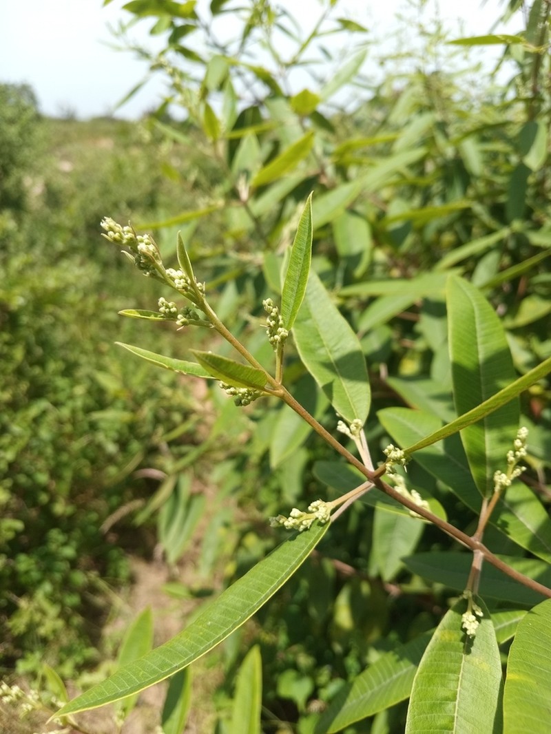 Ozoroa insignis photo 2