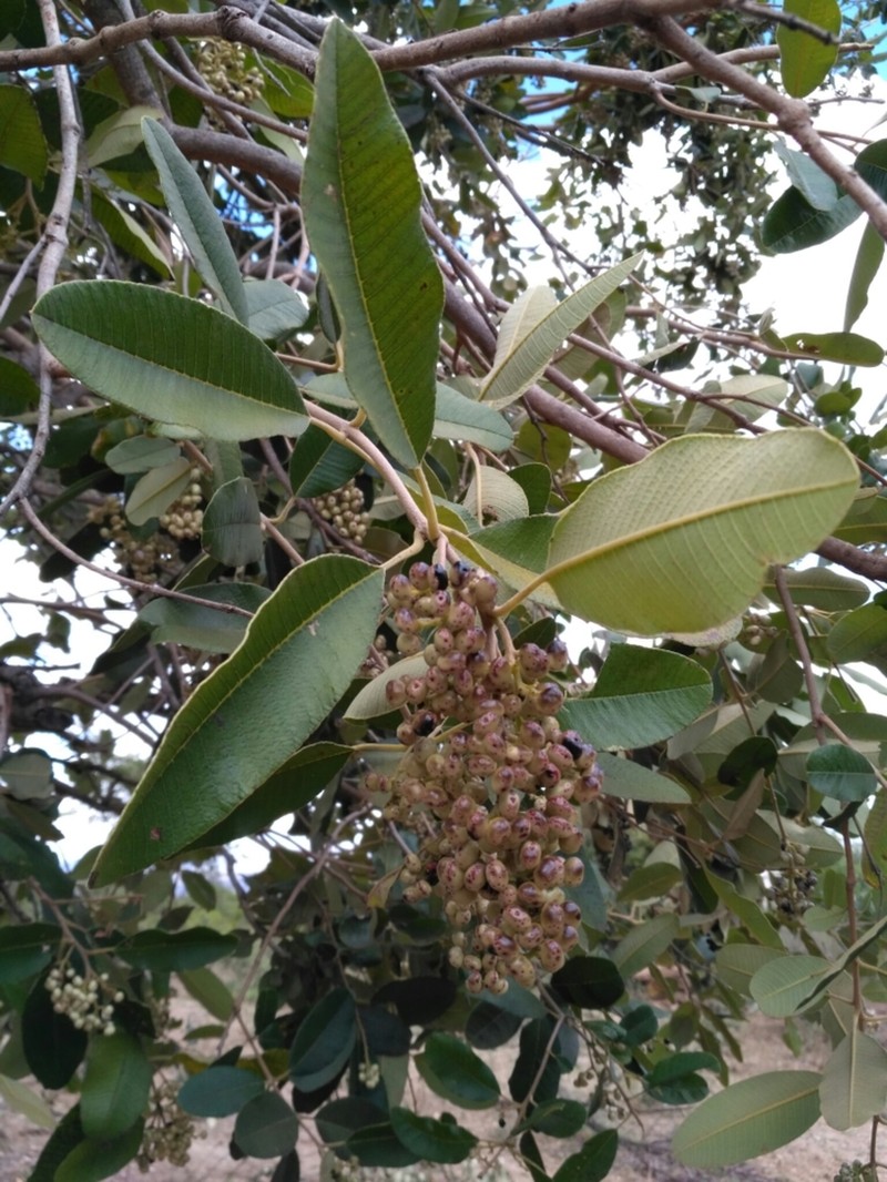 Ozoroa insignis photo 3