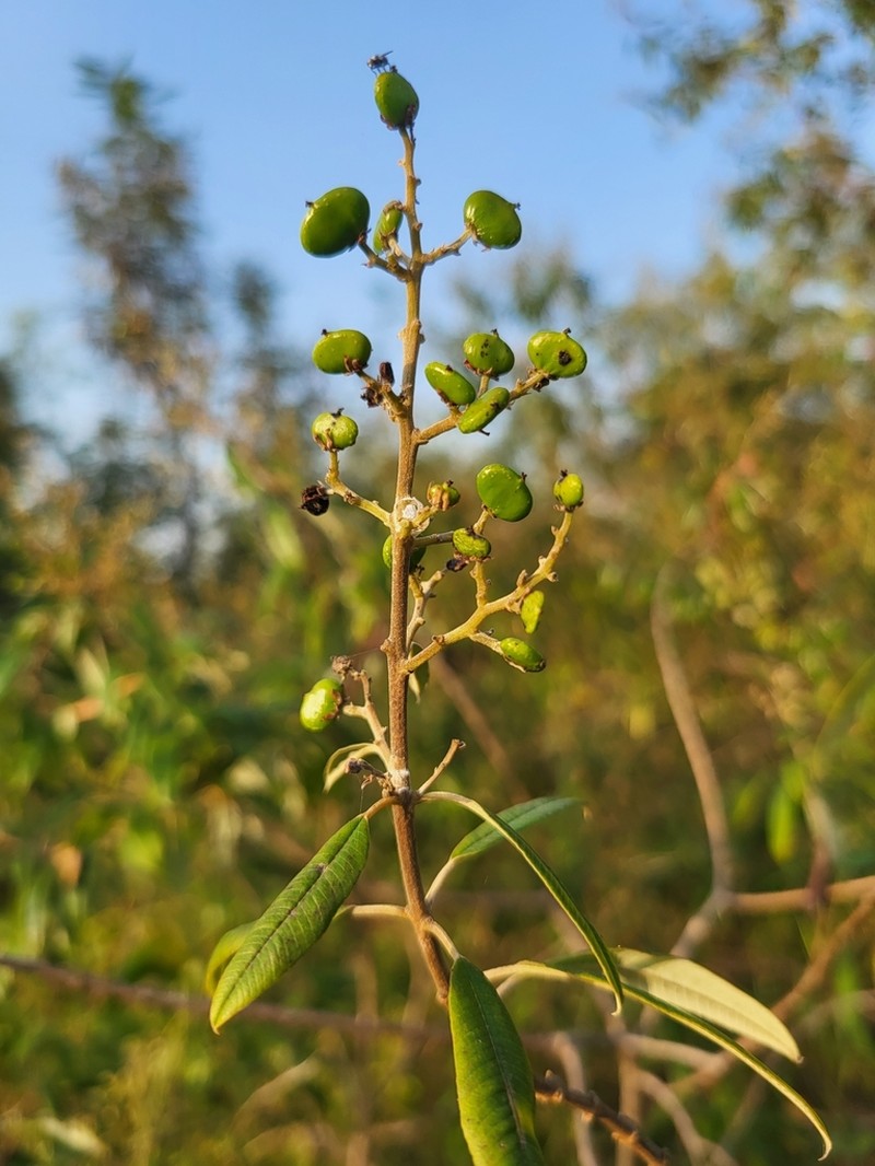 Ozoroa insignis photo 5