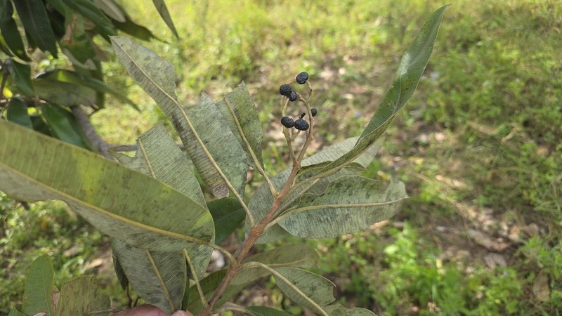 Ozoroa insignis photo 6