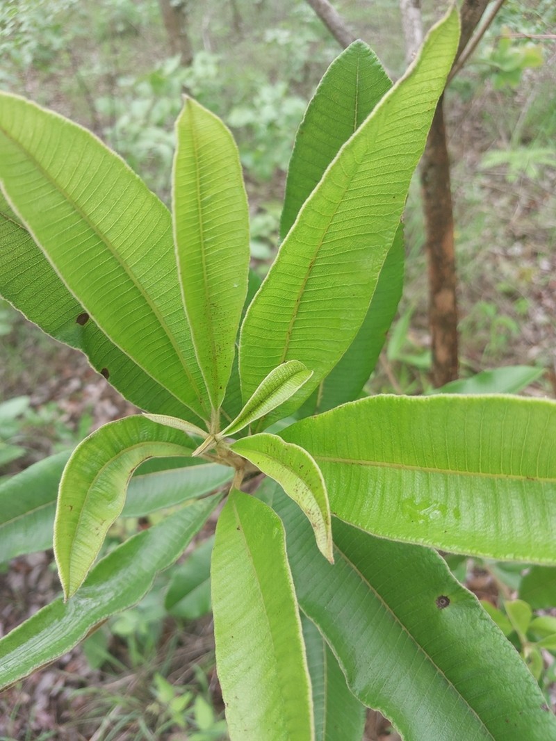Ozoroa insignis photo 7