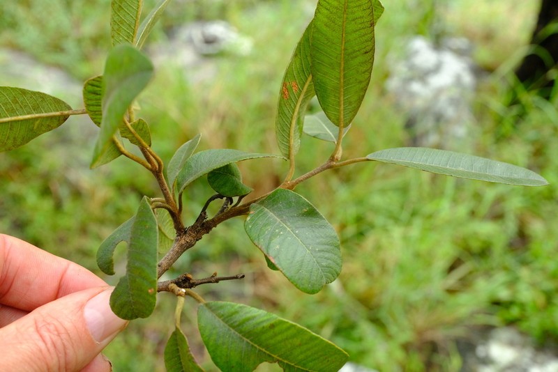 Ozoroa insignis photo 8