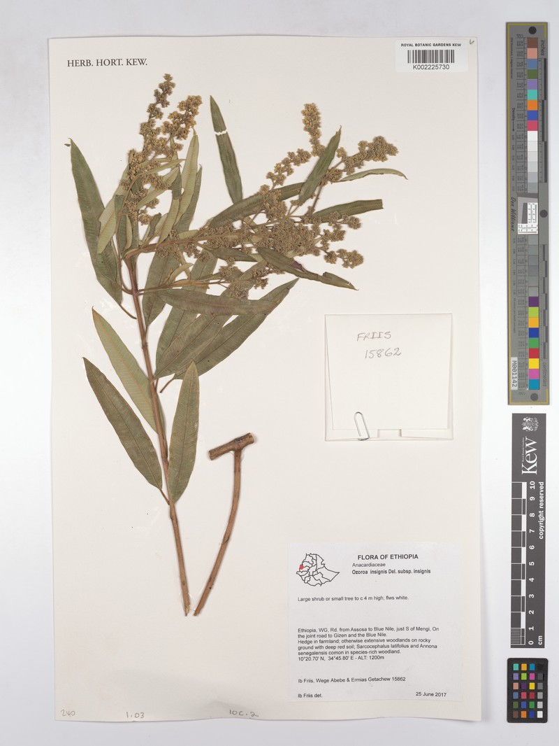 Ozoroa insignis subsp. insignis