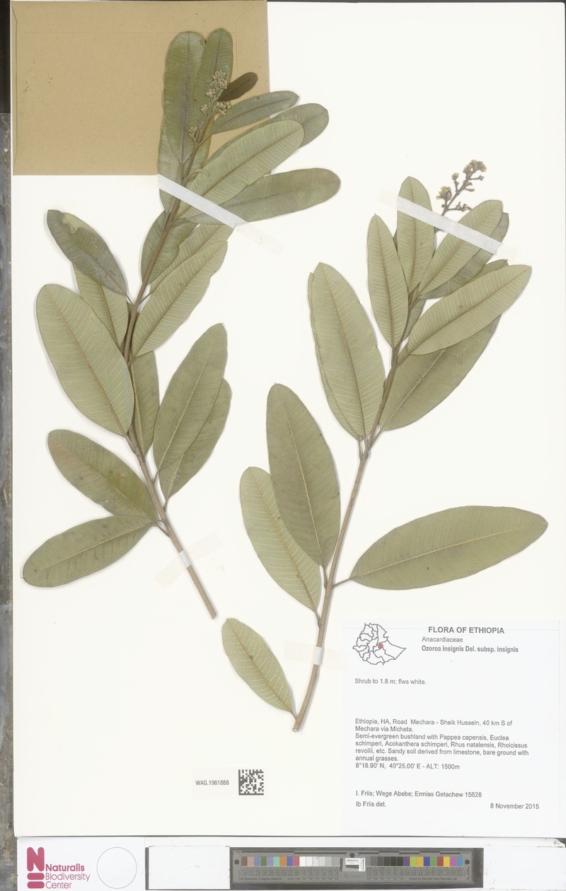 Ozoroa insignis subsp. insignis photo 2