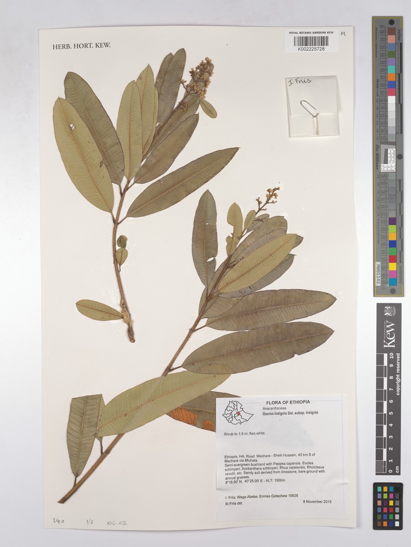 Ozoroa insignis subsp. insignis photo 3