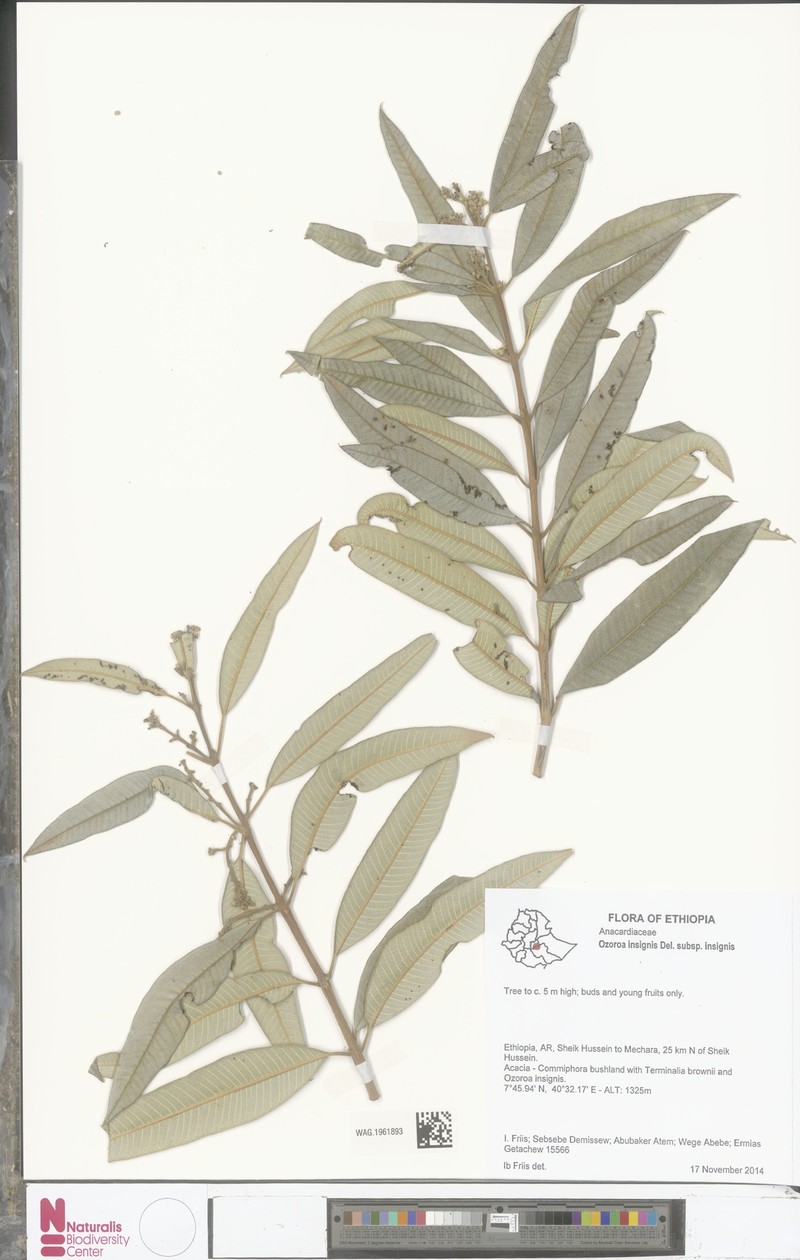 Ozoroa insignis subsp. insignis photo 4