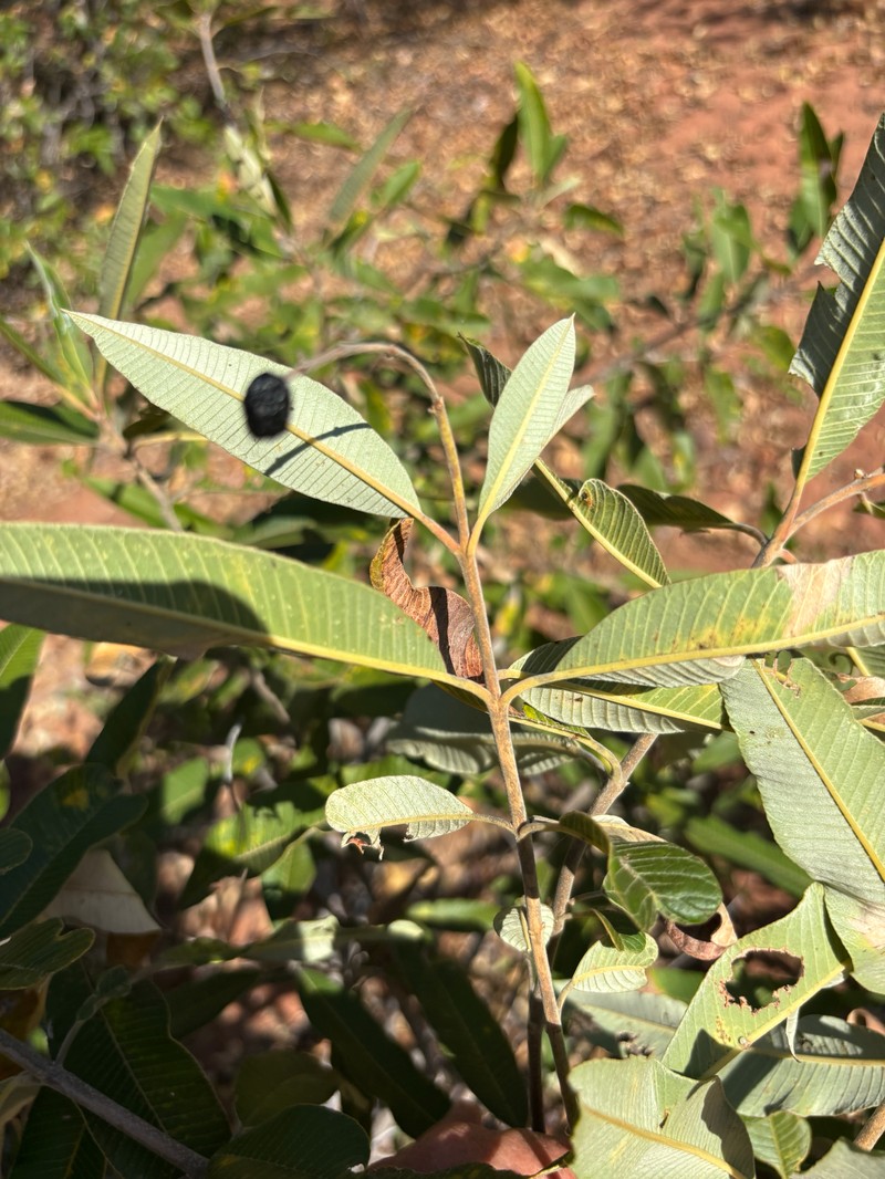 Ozoroa insignis subsp. reticulata