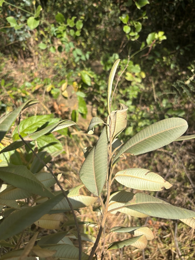 Ozoroa insignis subsp. reticulata photo 2