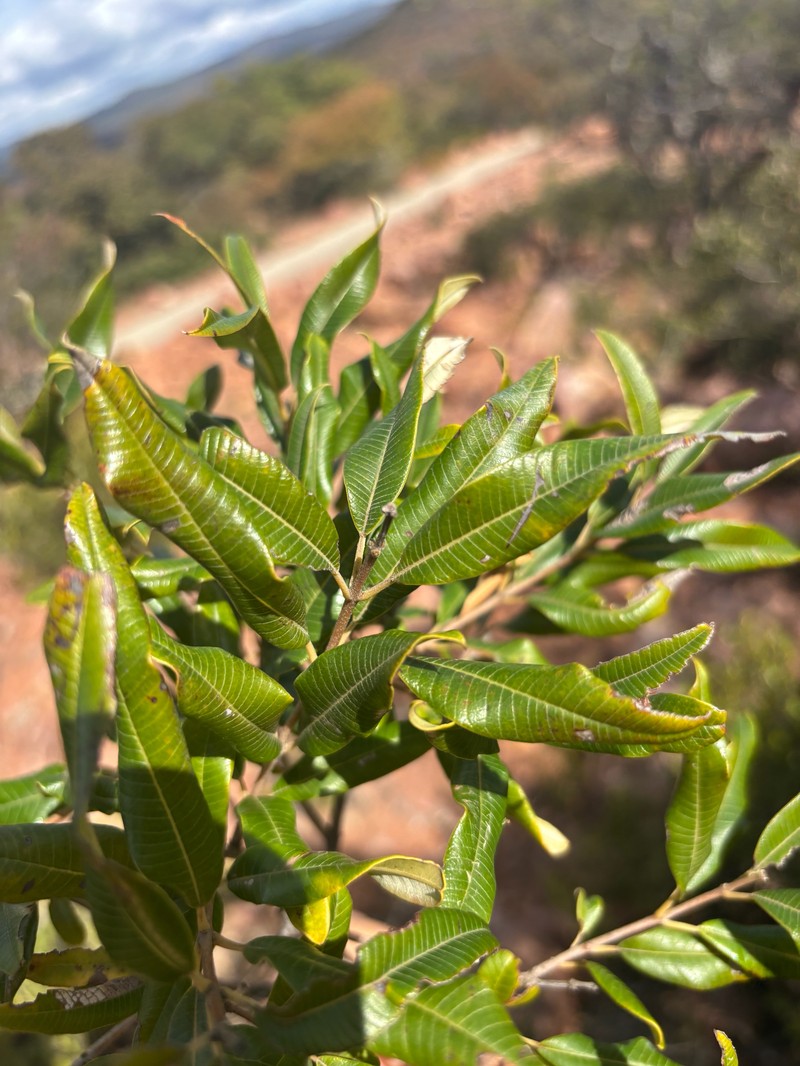 Ozoroa insignis subsp. reticulata photo 3