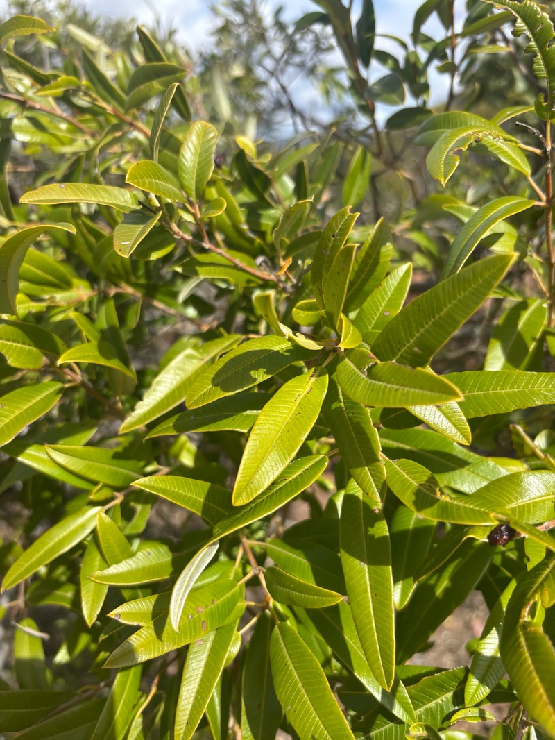 Ozoroa insignis subsp. reticulata photo 4