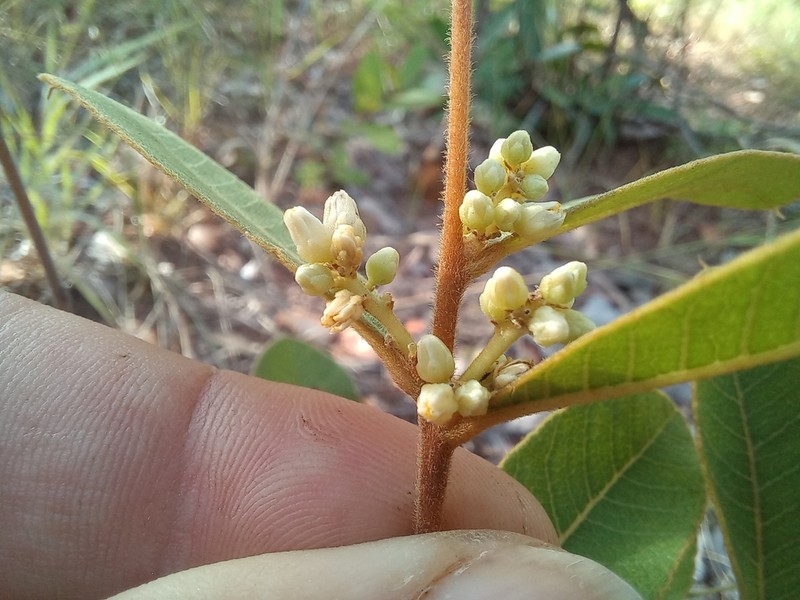 Ozoroa kassneri photo 3