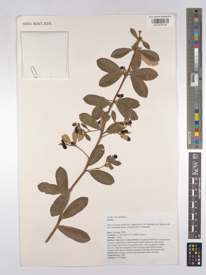 Ozoroa kassneri var. rhodesica