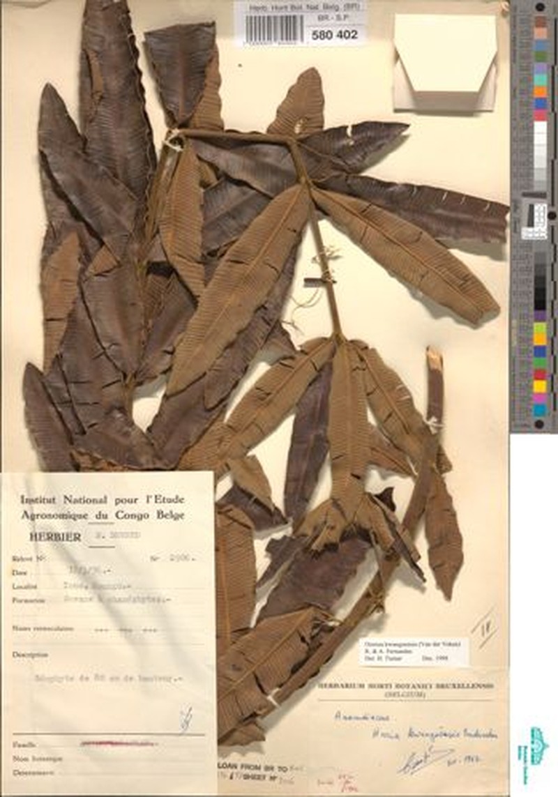 Ozoroa kwangoensis