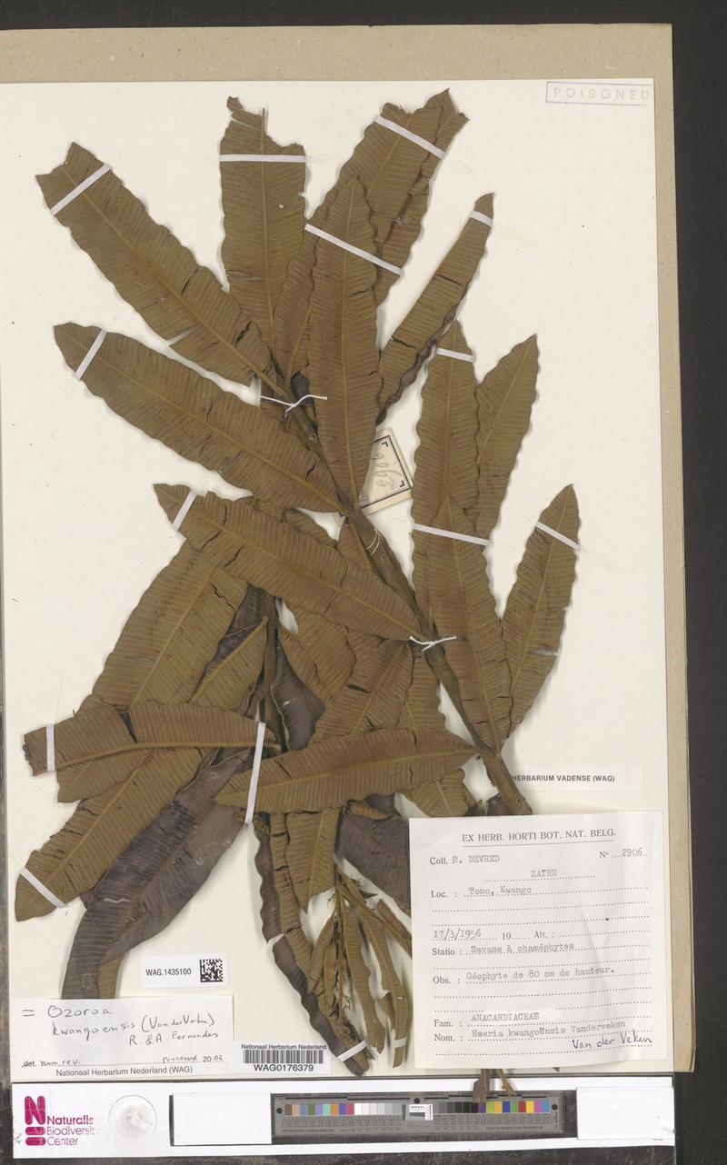 Ozoroa kwangoensis photo 2