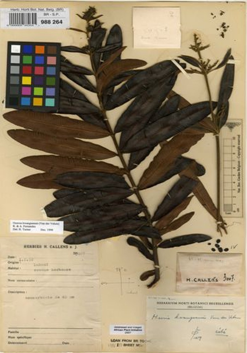 Ozoroa kwangoensis photo 3