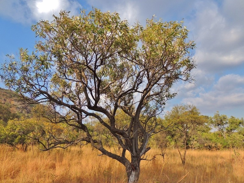 Ozoroa longepetiolata