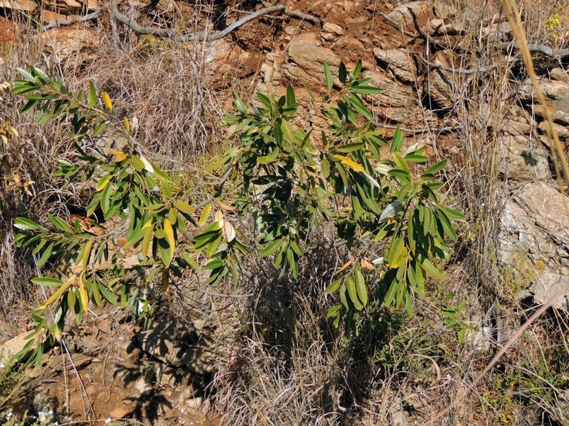 Ozoroa longepetiolata photo 3